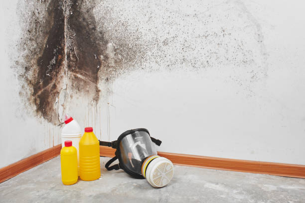 Best Black Mold Remediation in North Webster, IN
