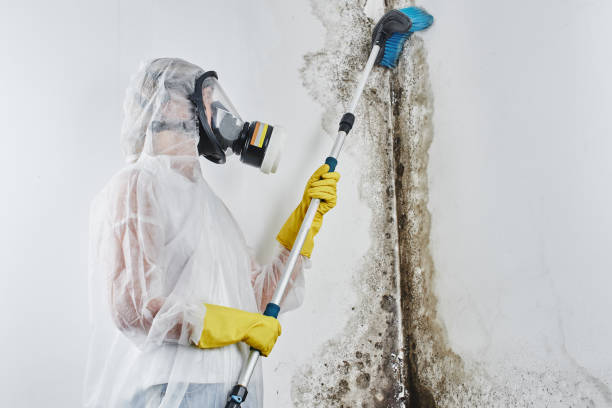 Best Residential Mold Remediation in North Webster, IN