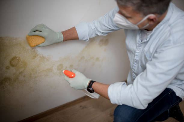 Best Preventive Mold Services in North Webster, IN