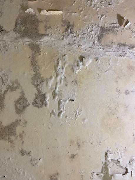 Professional Mold Remediation in North Webster, IN