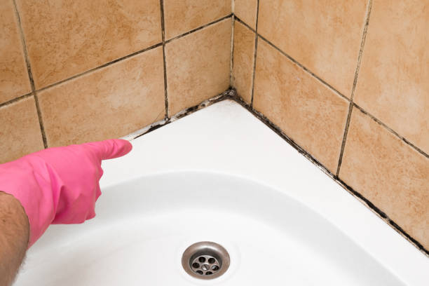 Best White Mold Remediation in North Webster, IN